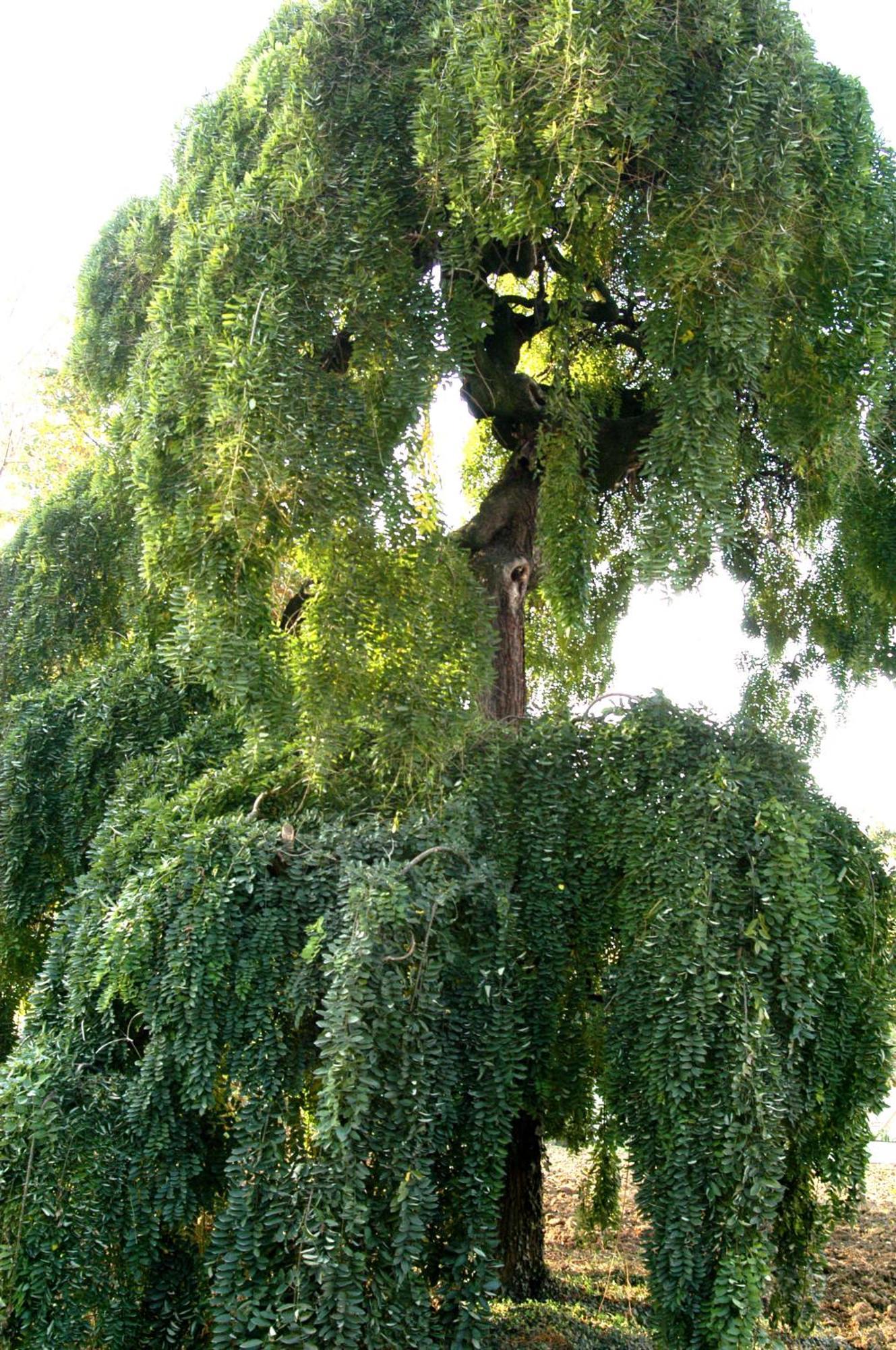 Agriturismo La Sophora Montegaldella Zewnętrze zdjęcie
